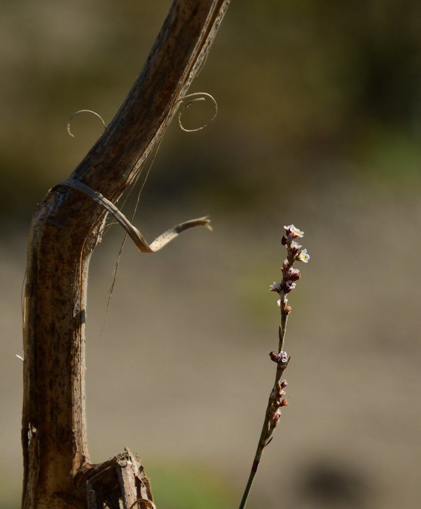 Я есть Грут...