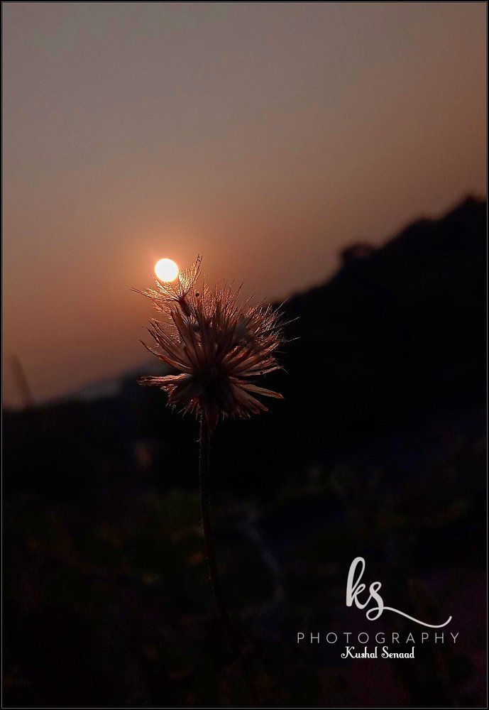 sunplant