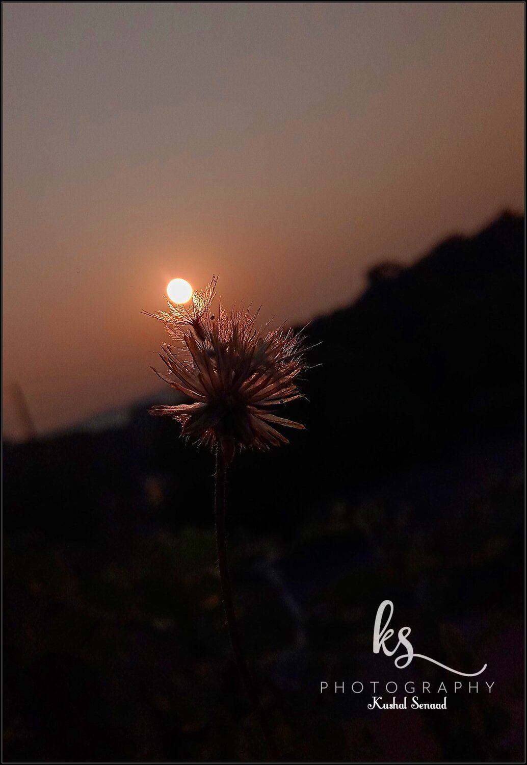 sunplant