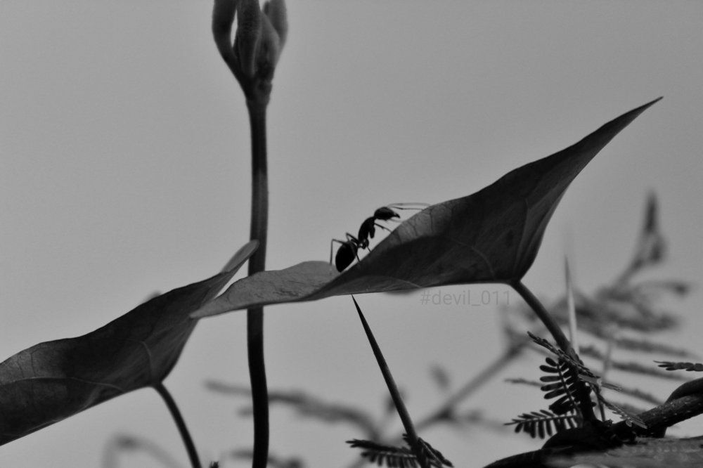 Ant on the leaves
