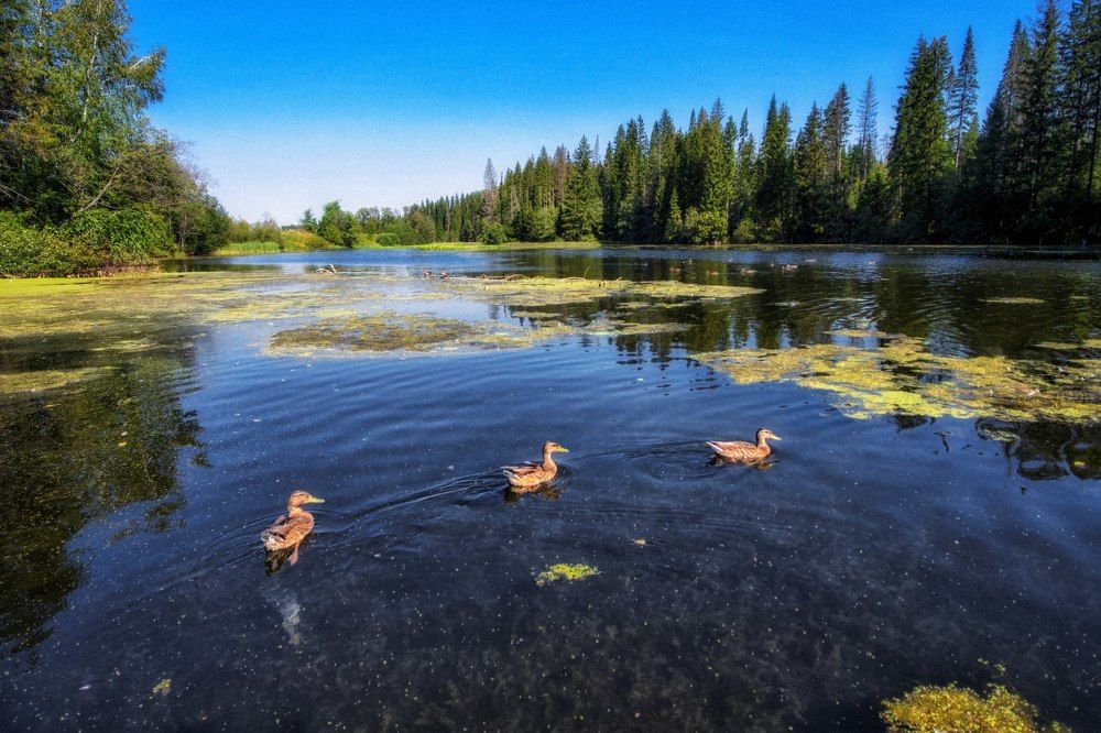 Утки на пруду