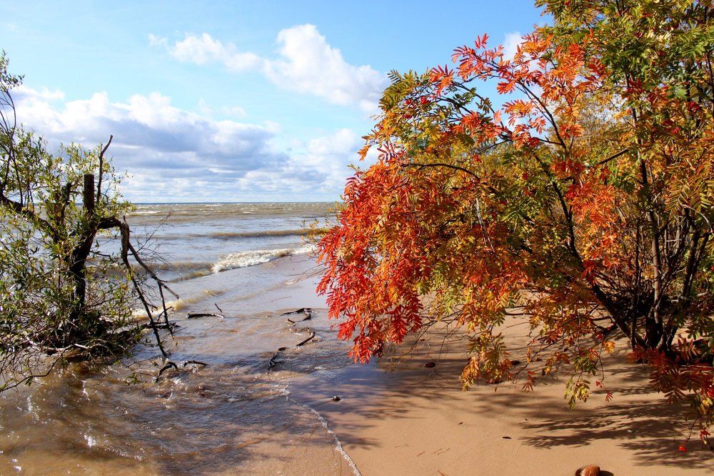 Сила жизни. На Финском заливе. О. Котлин