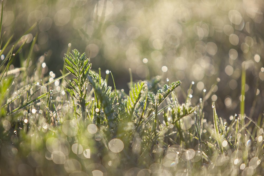 Photograph by Ирина Шевакова