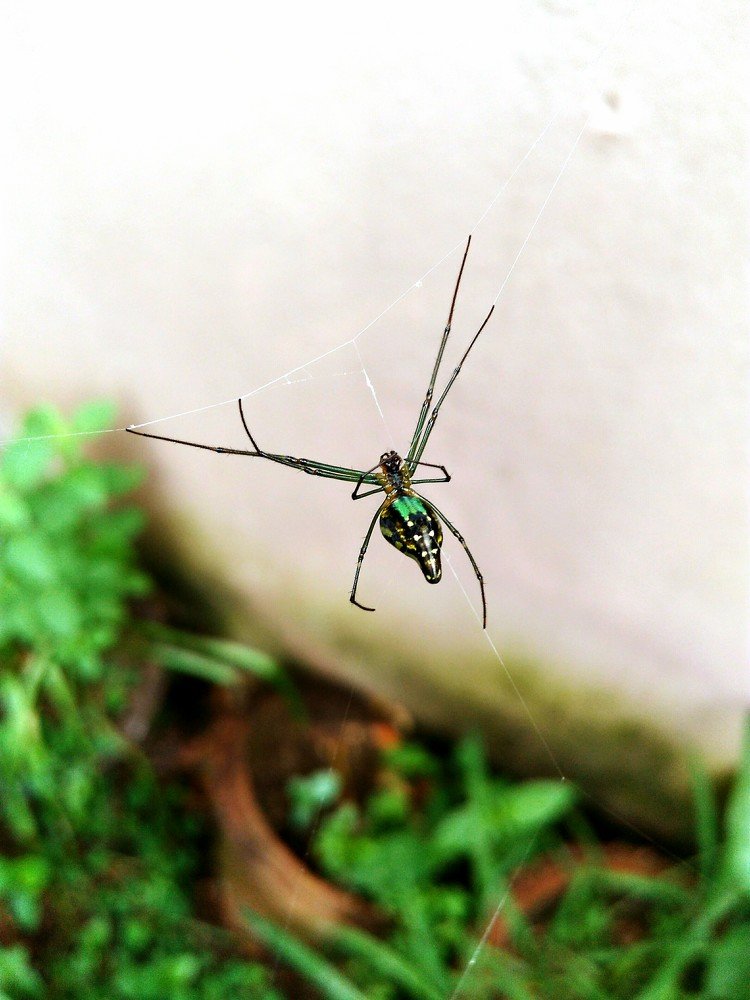 Spider