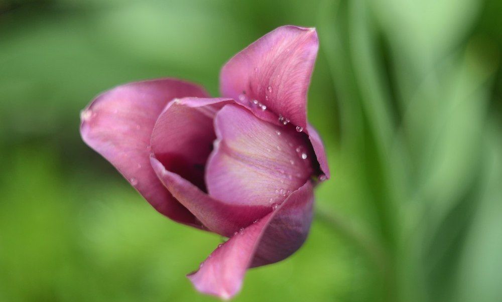 Утреняя роса