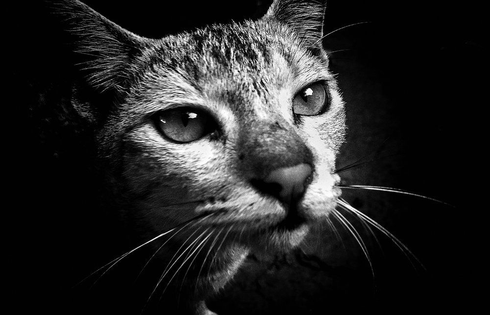 Cute cat ........