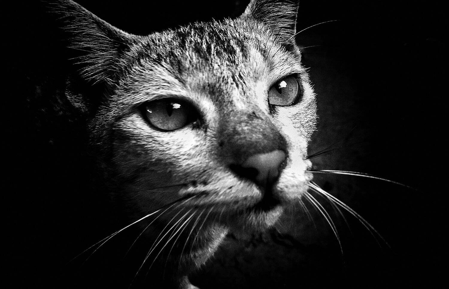 Cute cat ........