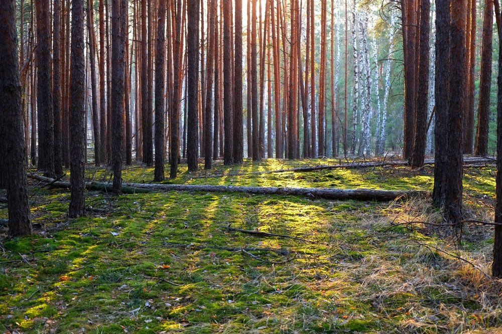 Photograph by Андрей