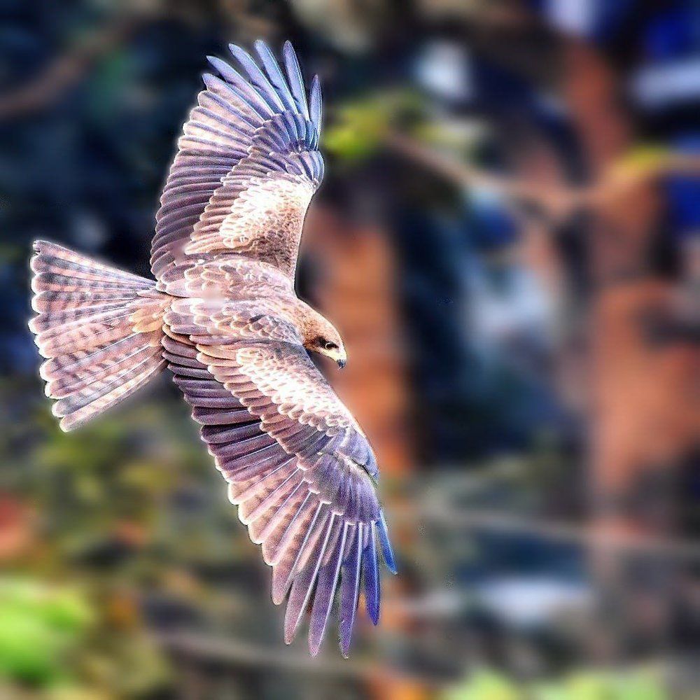 Black kite