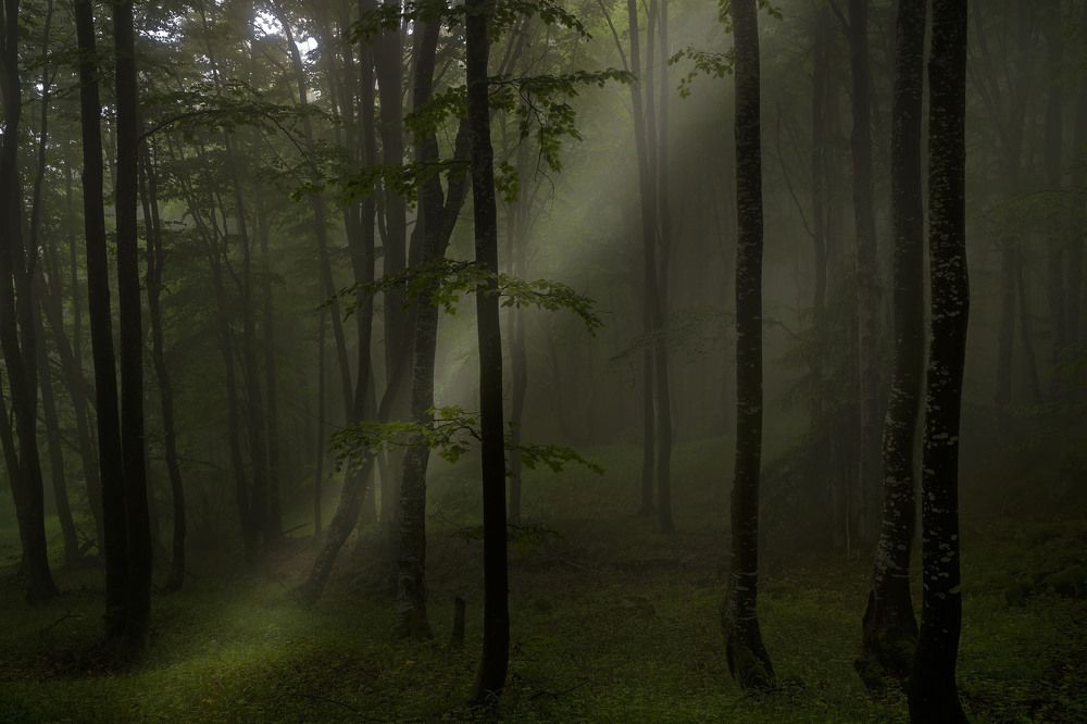 Сказочный лес.....