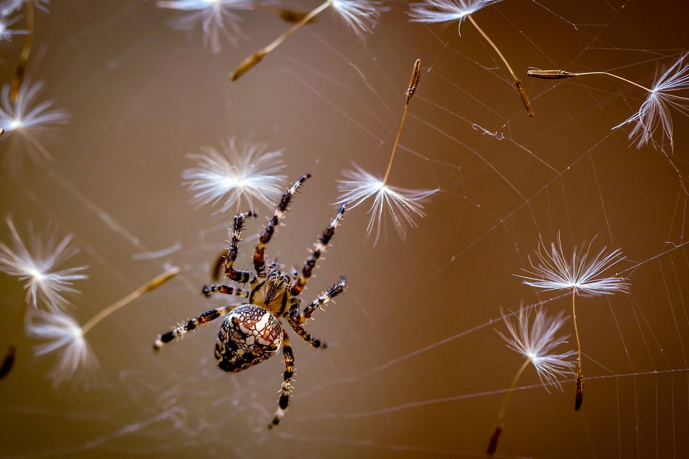 Мухи закончились. На завтрак только одуванчики)))