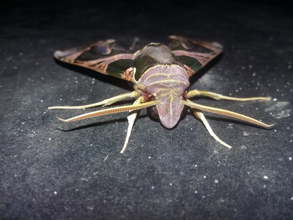 Unknown fly
