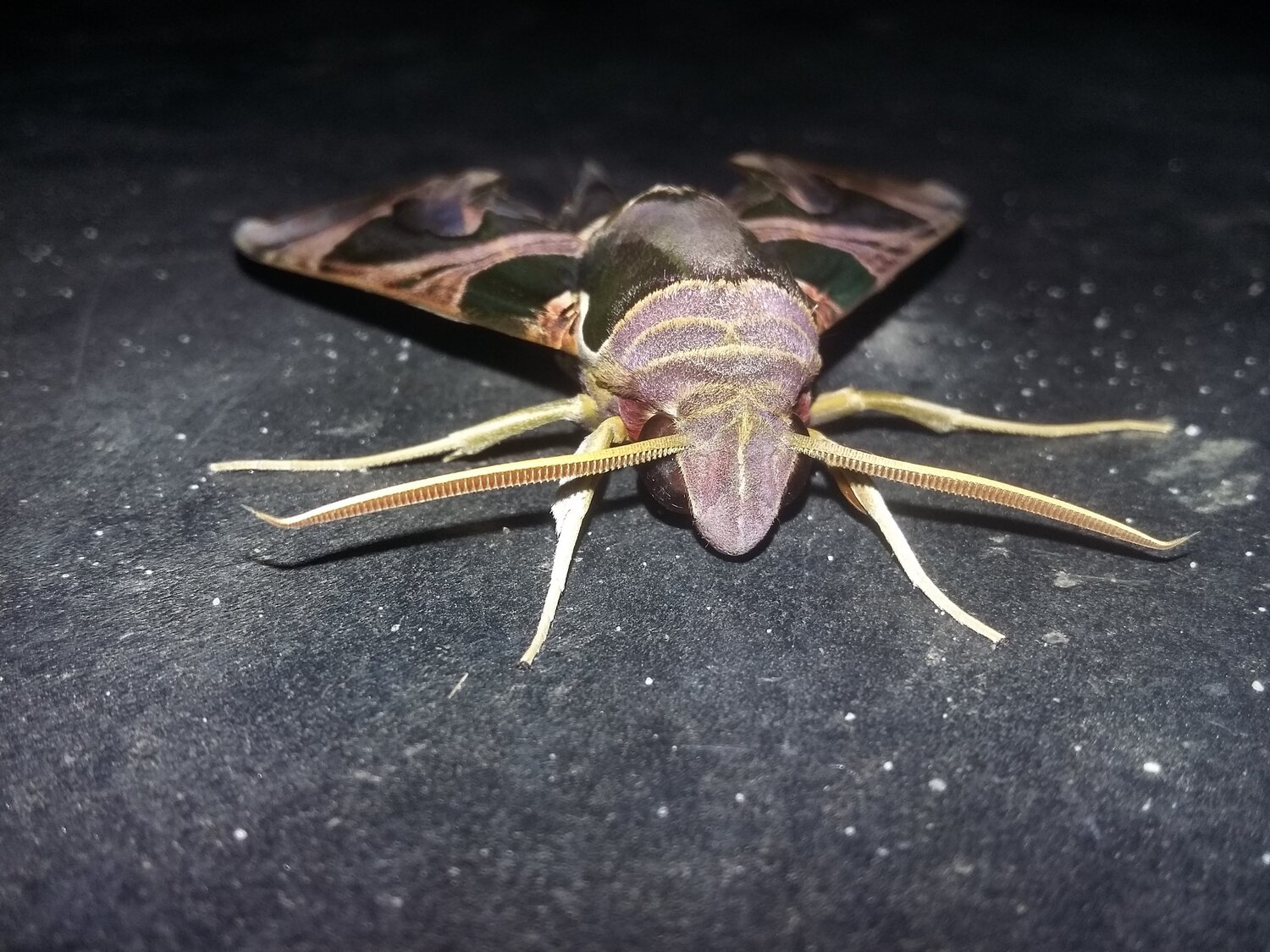 Unknown fly