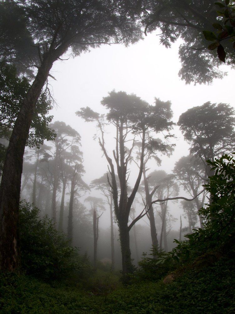 The mysterious forest