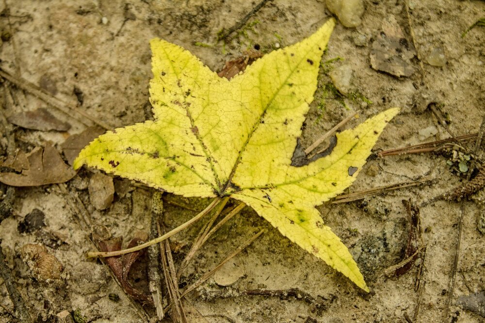 The Yellow Leaf