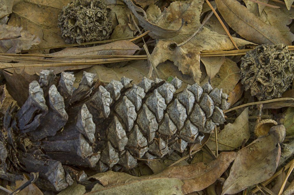 Nature's Collection