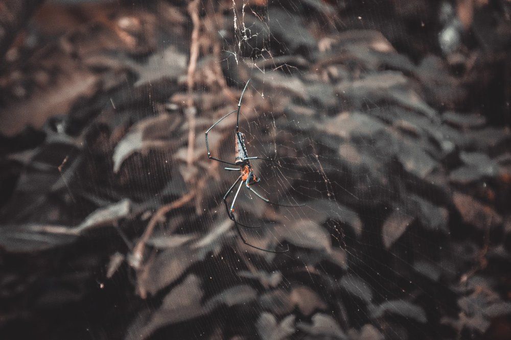 Необычные краски природы