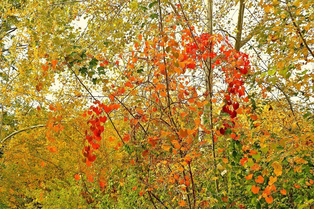 Осенняя акварель