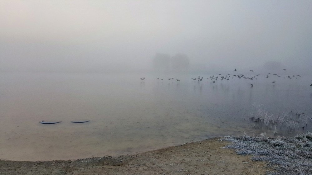 Туман и утки