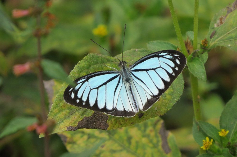 Action against reaction of opponent