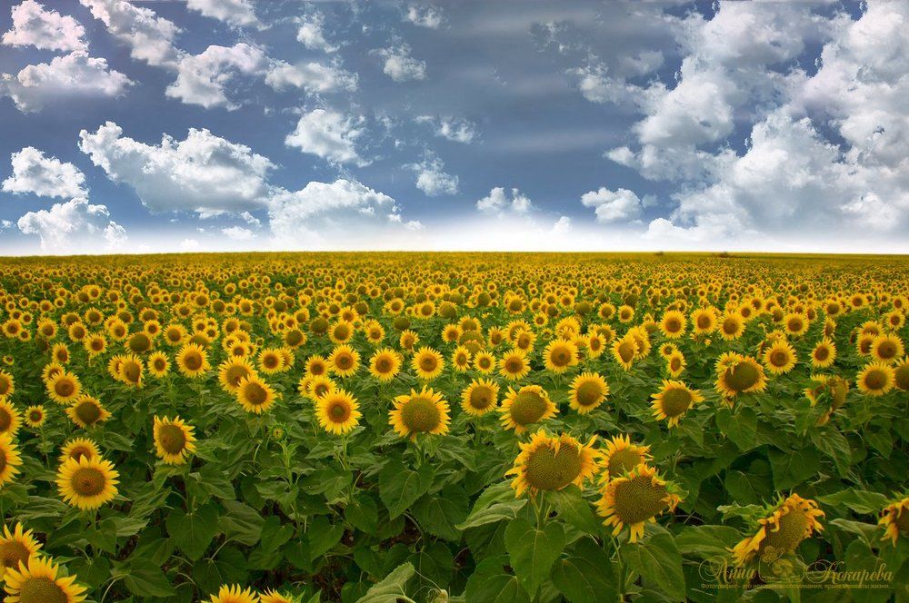 Photograph by Кокарева Анна