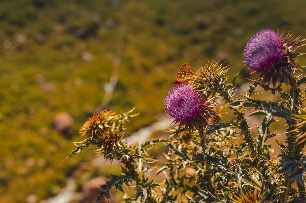 Флора и фауна