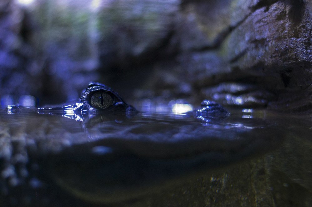 Хищный взгляд