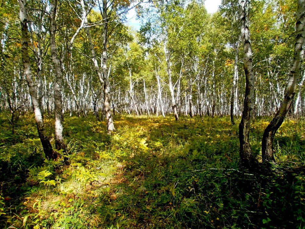 На солнечной поляне