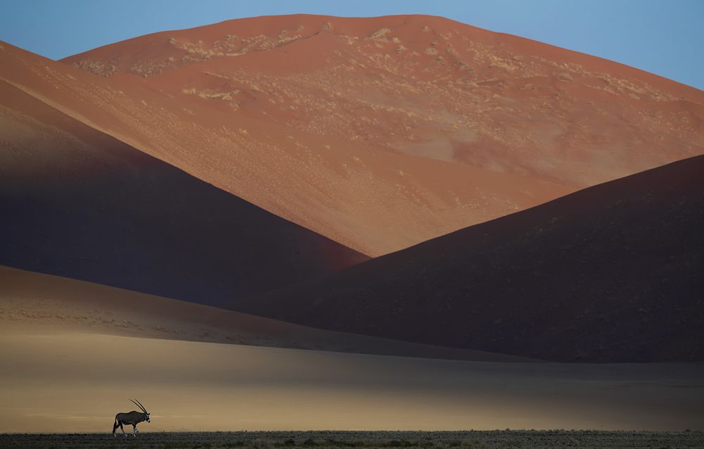 Oryx in dunes