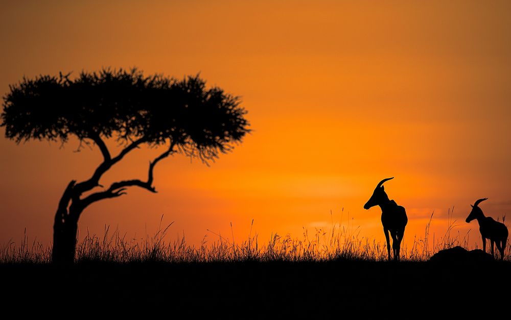 Topi before sunrise on the horizon