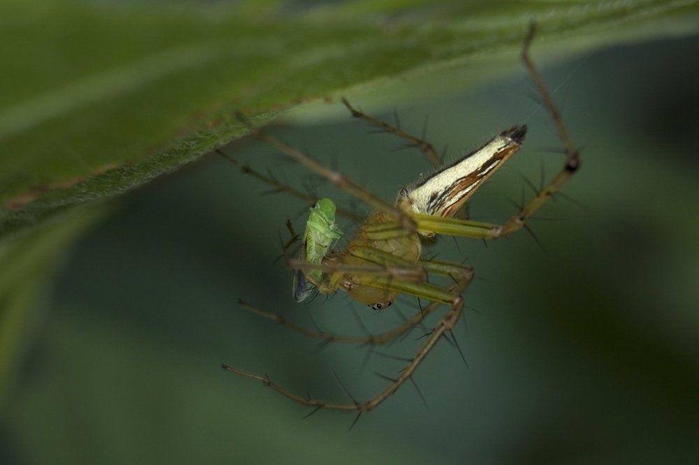lynx spider with catch