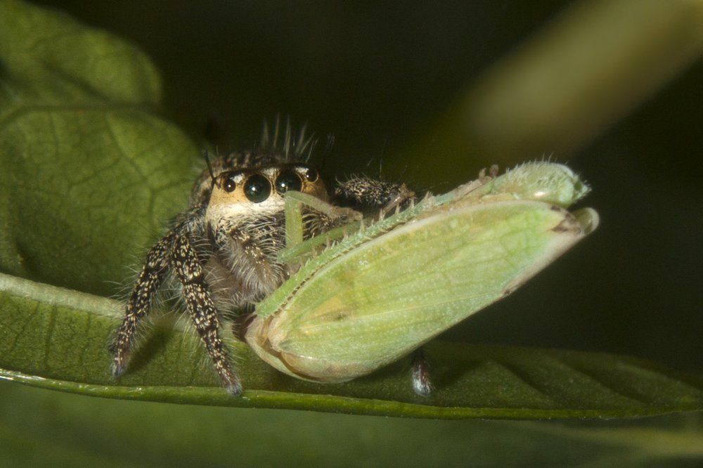 jumping spider with catch