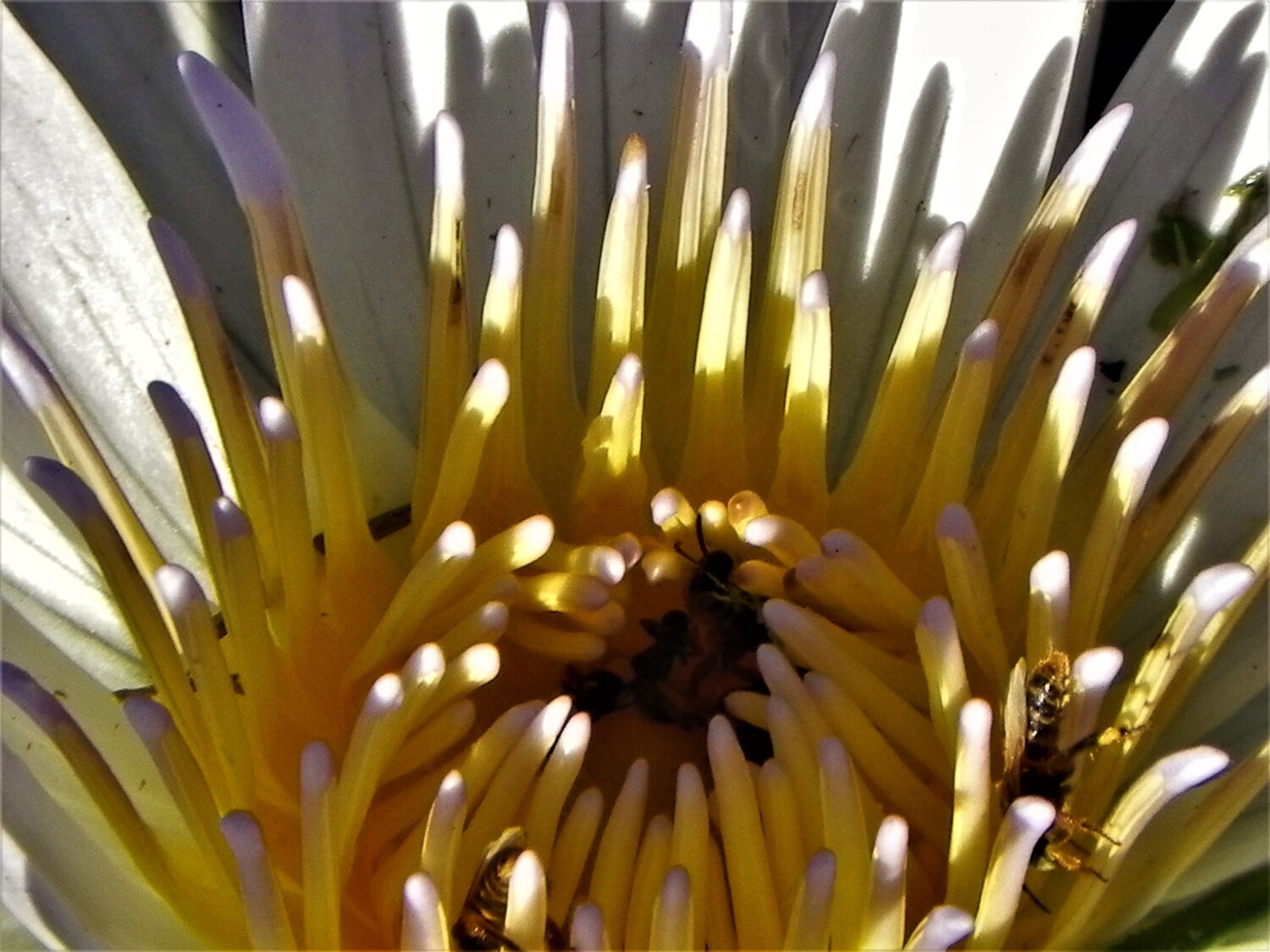Sunlight Lotus