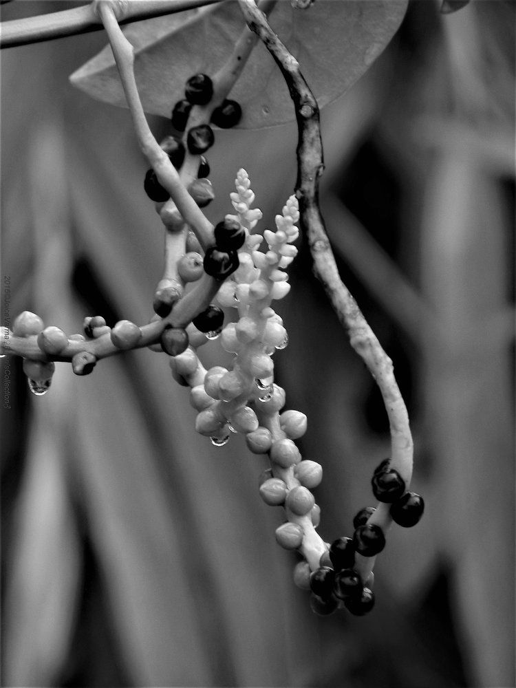 Seed of spinach