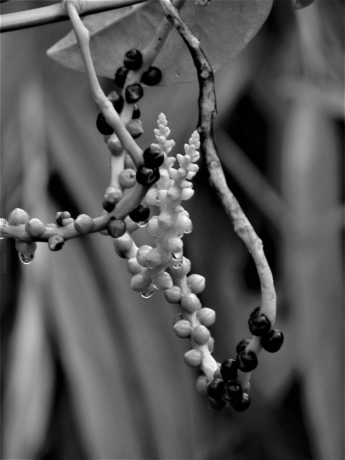 Seed of spinach