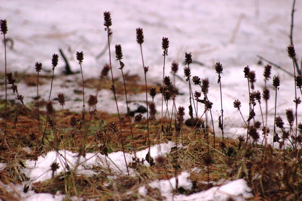 Осенние цветы