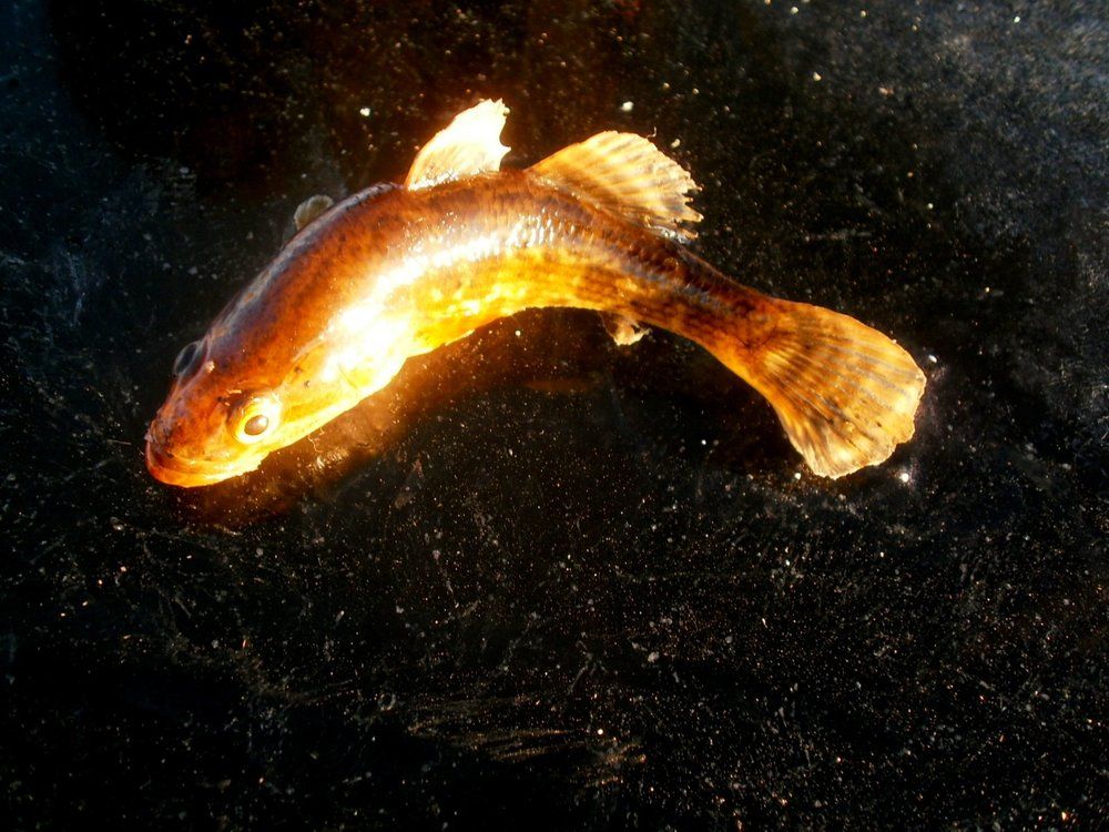 Рыбка золотая