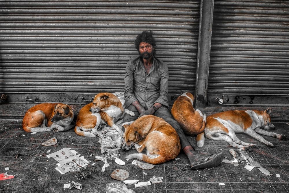 Loyal friends all Around