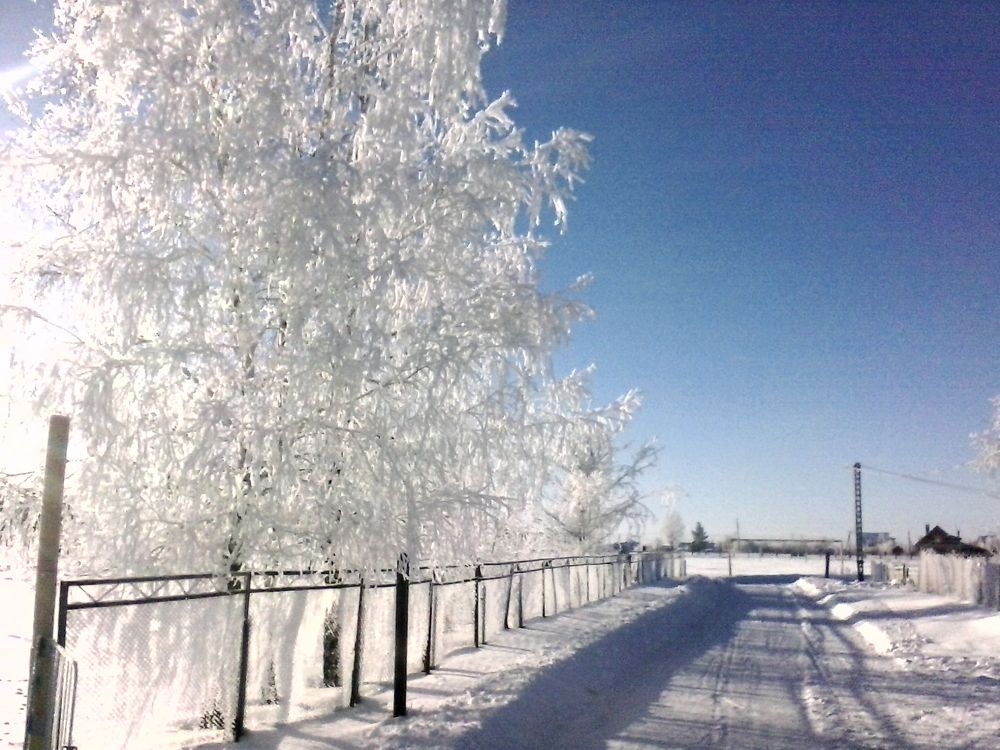 Ледяной наряд берёз