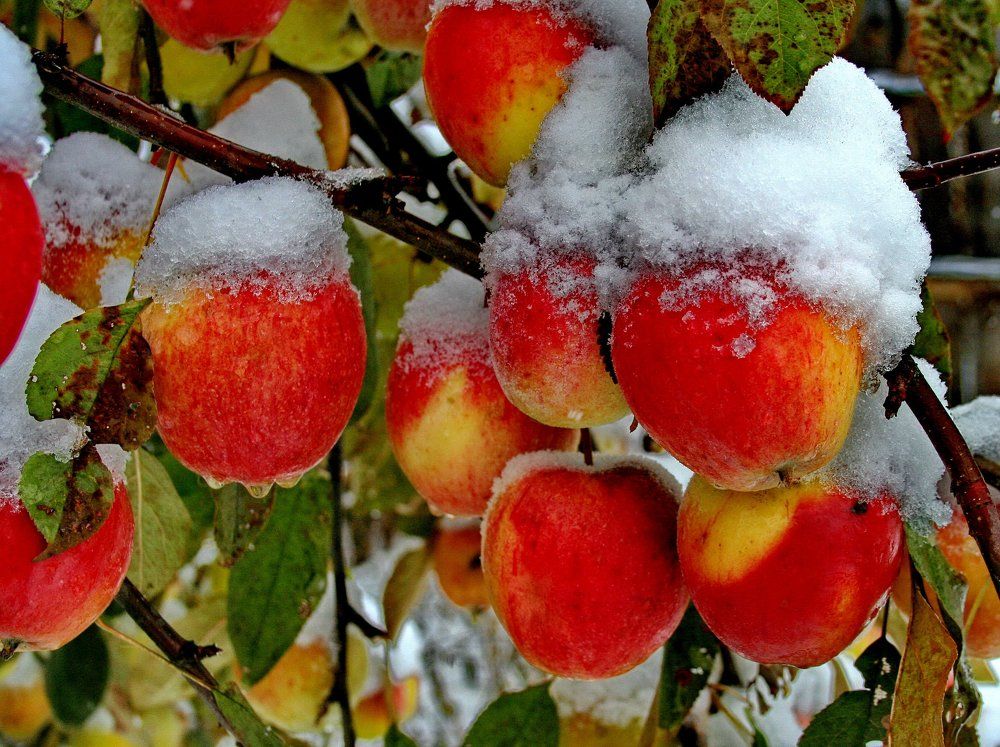 первый снег