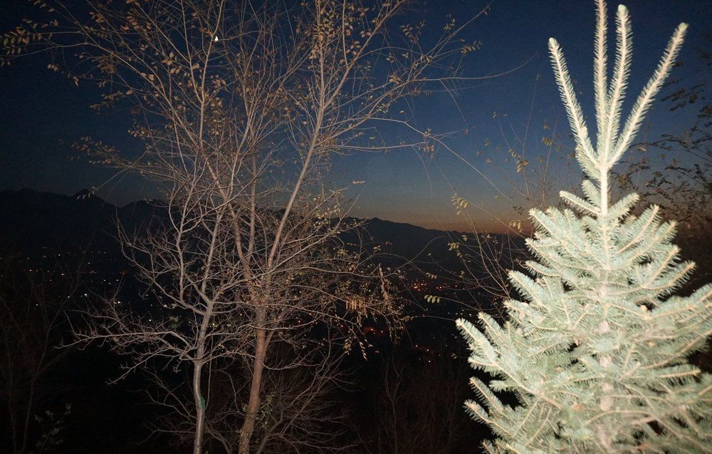 Алматы. горы, елка