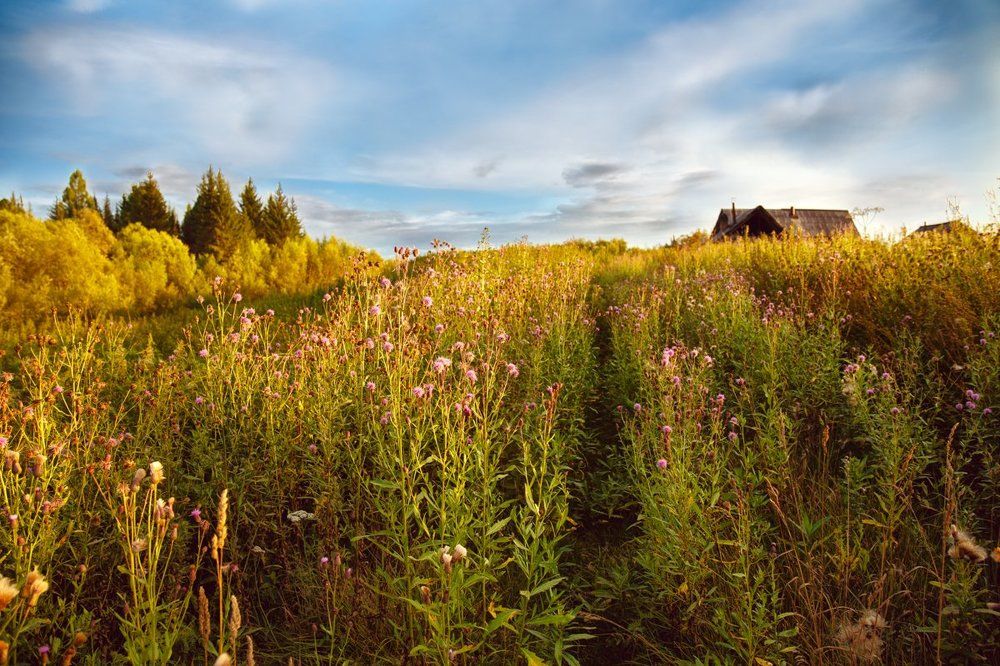 Поросло травой