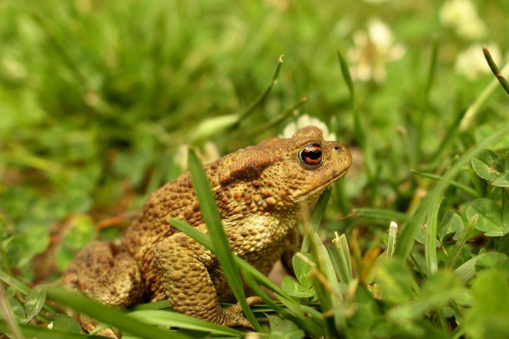 Ну, разве не царевна-лягушка?