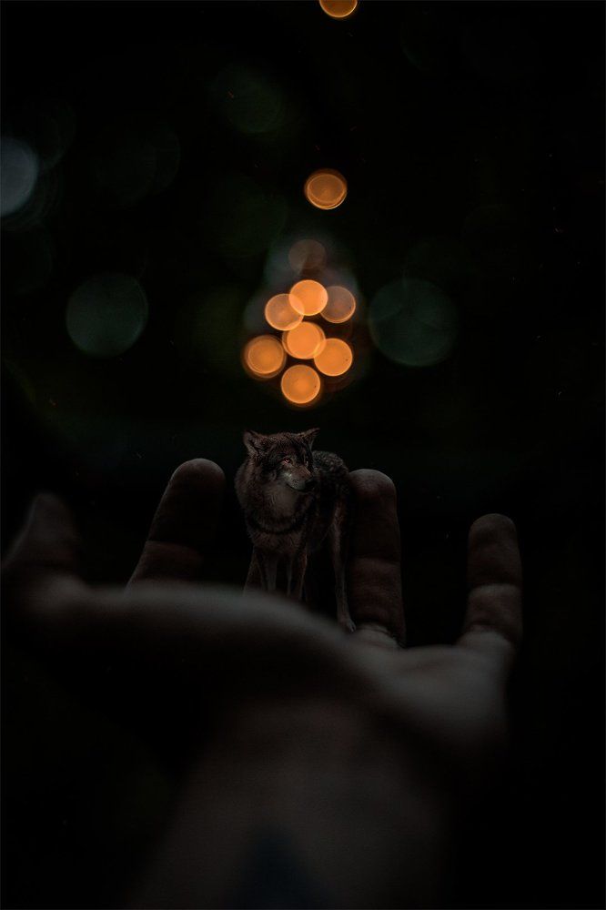 сны мечтателя