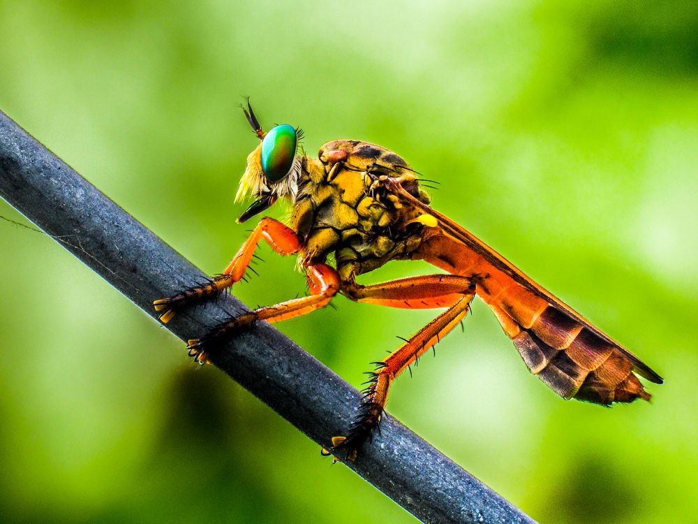 Roberfly On Fence - Waiting for Prey