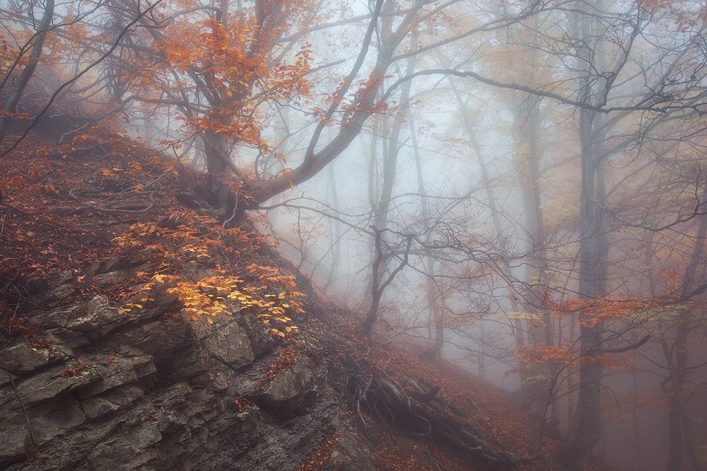 Туманное утро