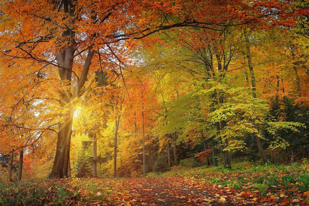 Red autumn tree with sunrays