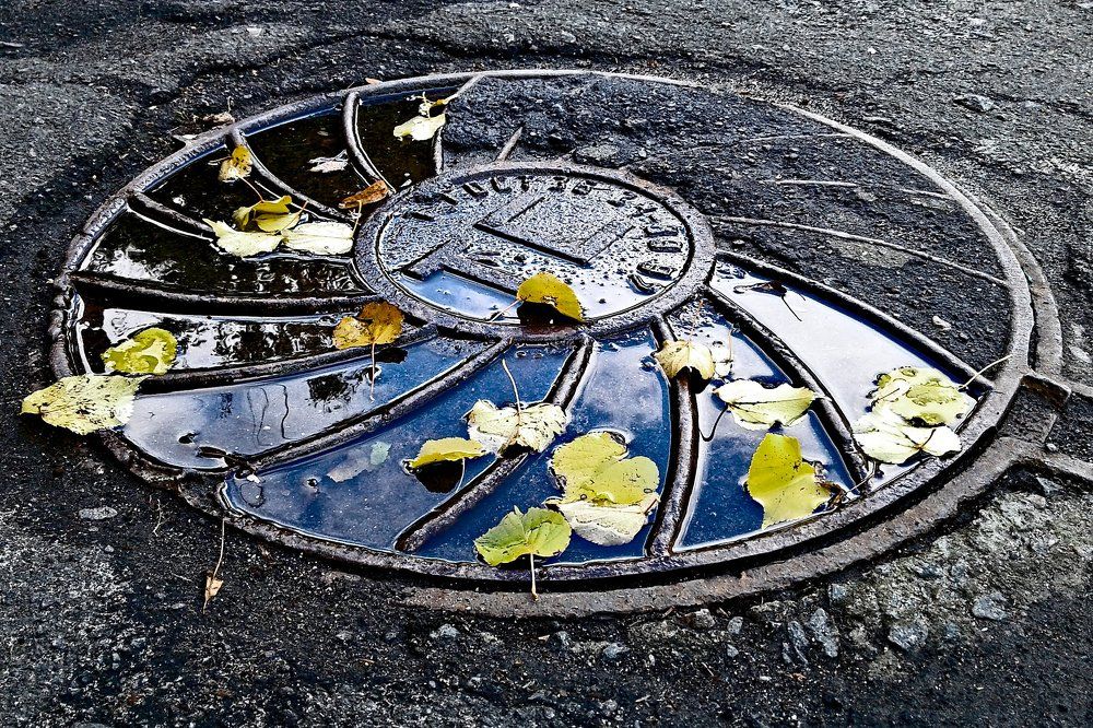 Желтые листья