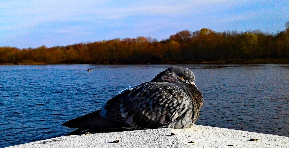 Грозный страж