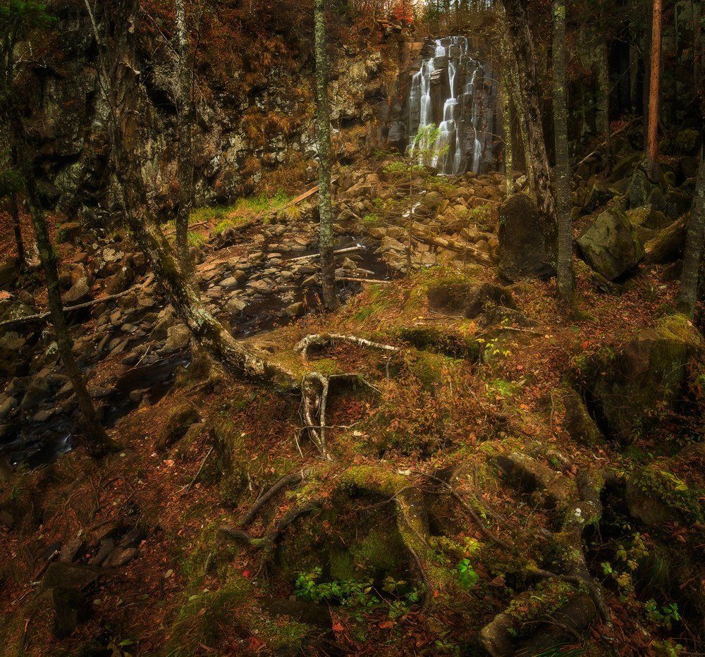 Таинственный лес.